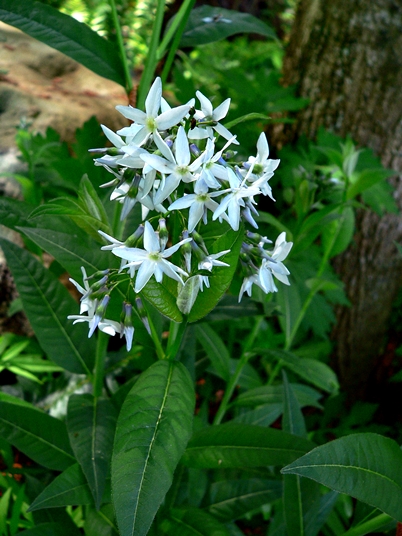 {Amsonia ludoviciana}